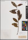 Foto von Salix eriocephala var. mackenzieana (Hook.) Dorn